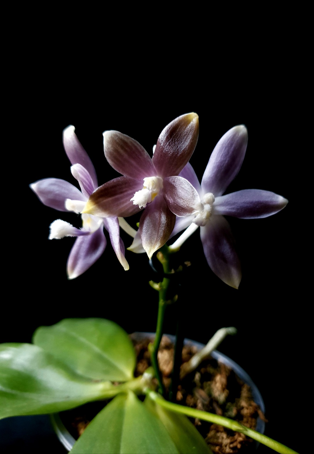 Phalaenopsis speciosa Blue Grey (1).jpg