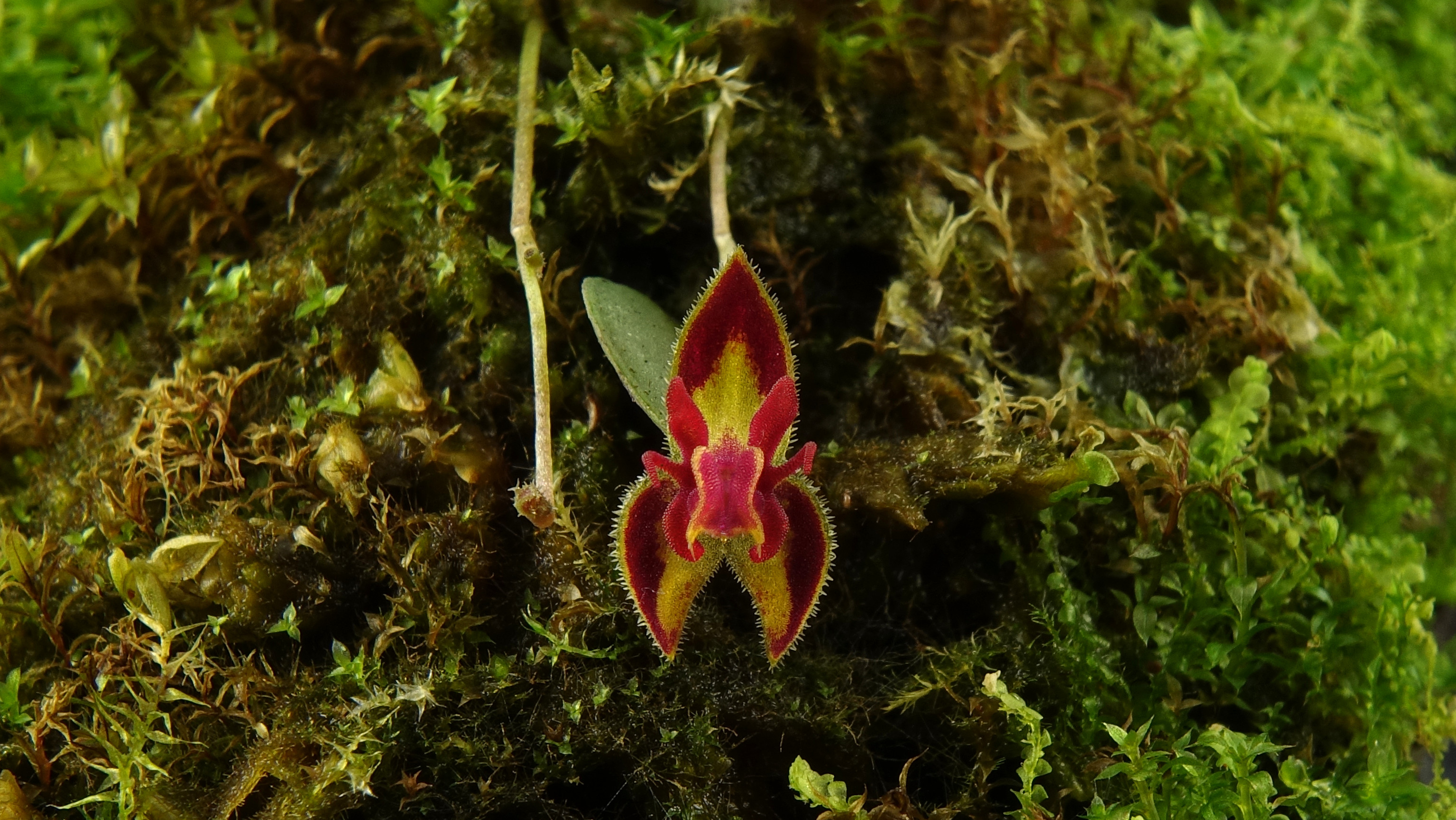 Lepanthes sp. mini Red