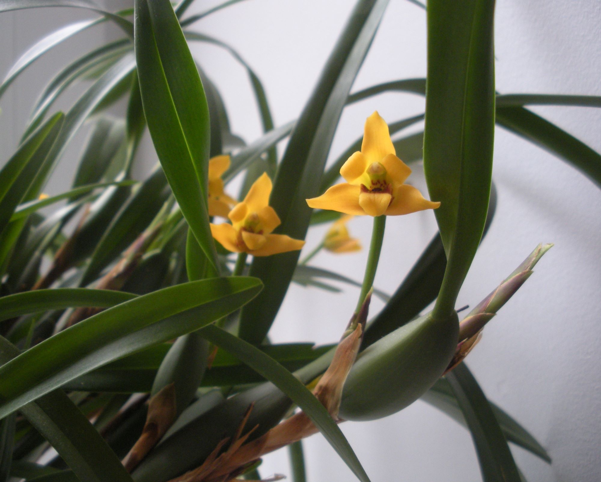 Maxillaria variabilis1.jpg