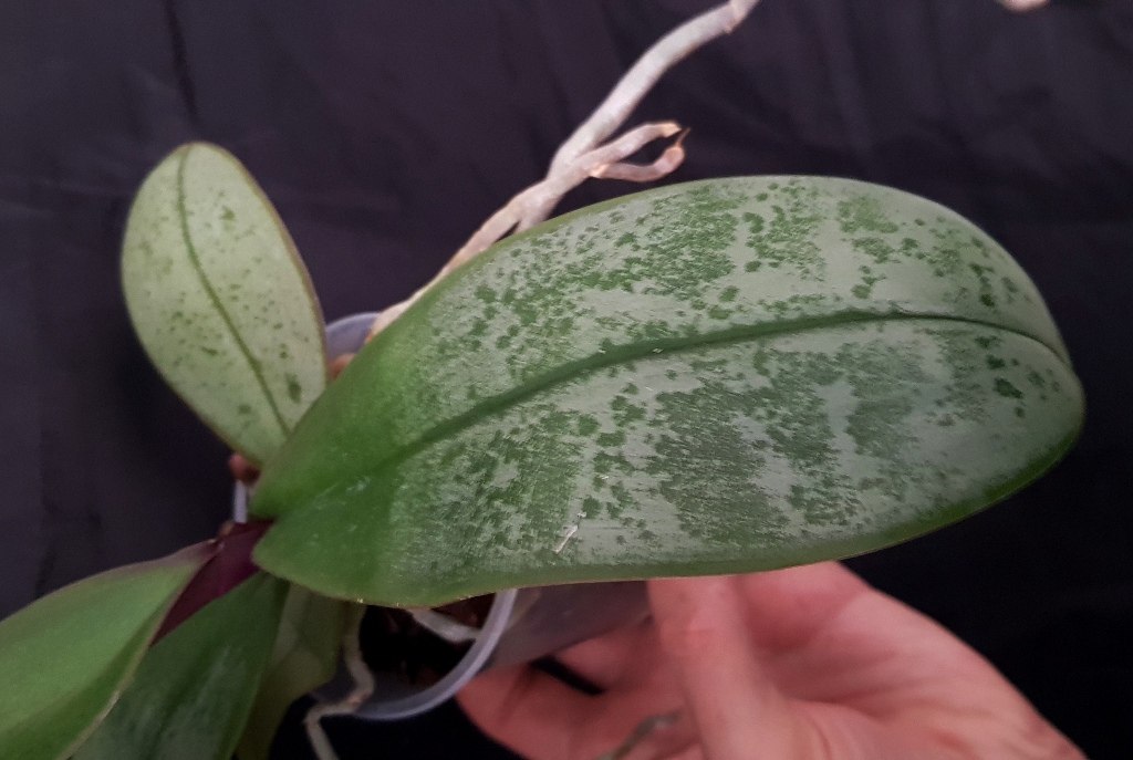 Phalaenopsis sanderiana (1).jpg