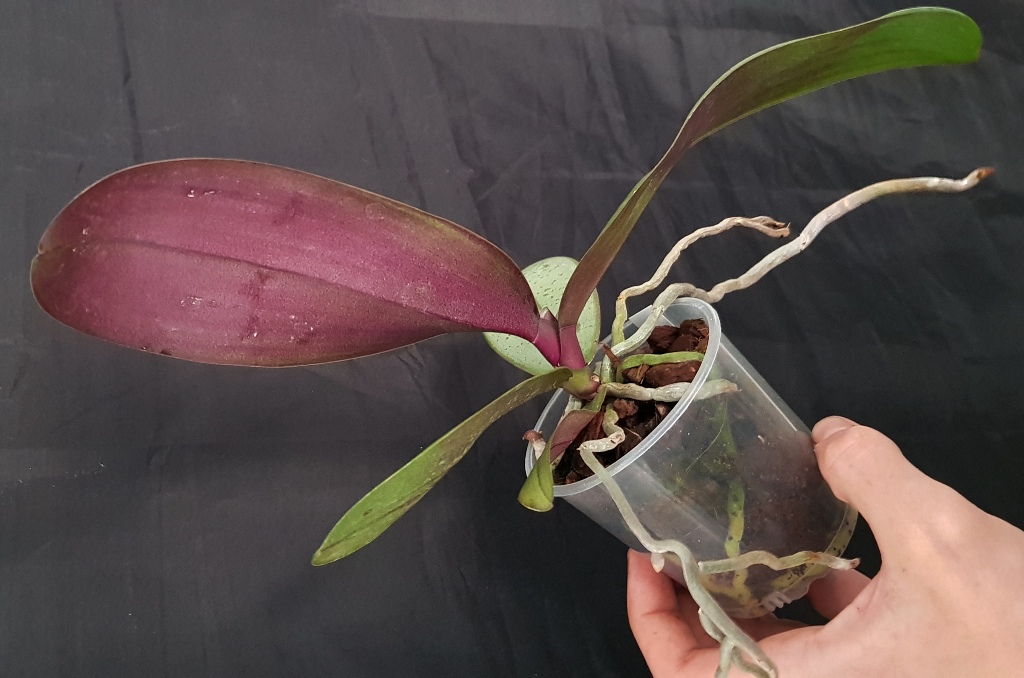 Phalaenopsis sanderiana (2).jpg
