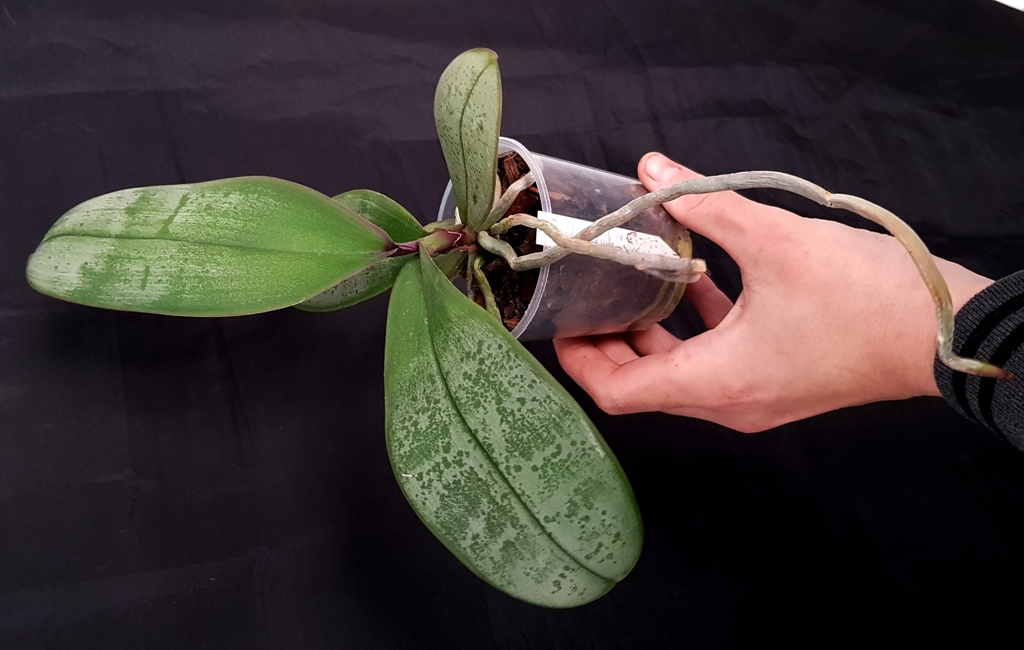 Phalaenopsis sanderiana (3).jpg