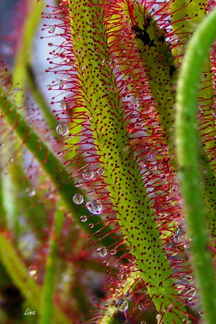Drosera capensis 'Red form'.jpg