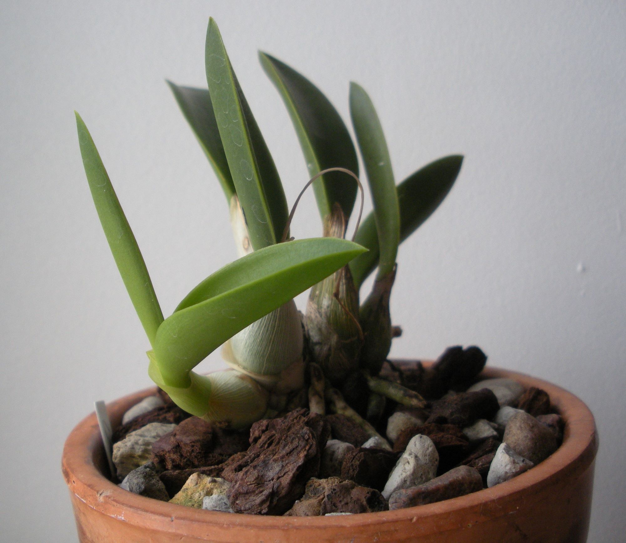 Laelia regentii.JPG
