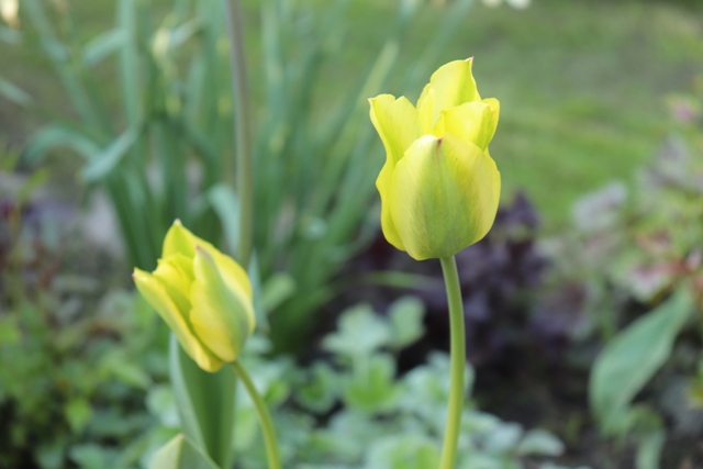 Tulip 'Formosa'.JPG