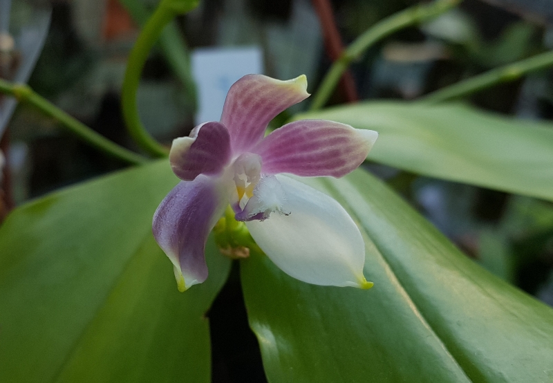 Phalaenopsis speciosa 'Blue Grey'.jpg