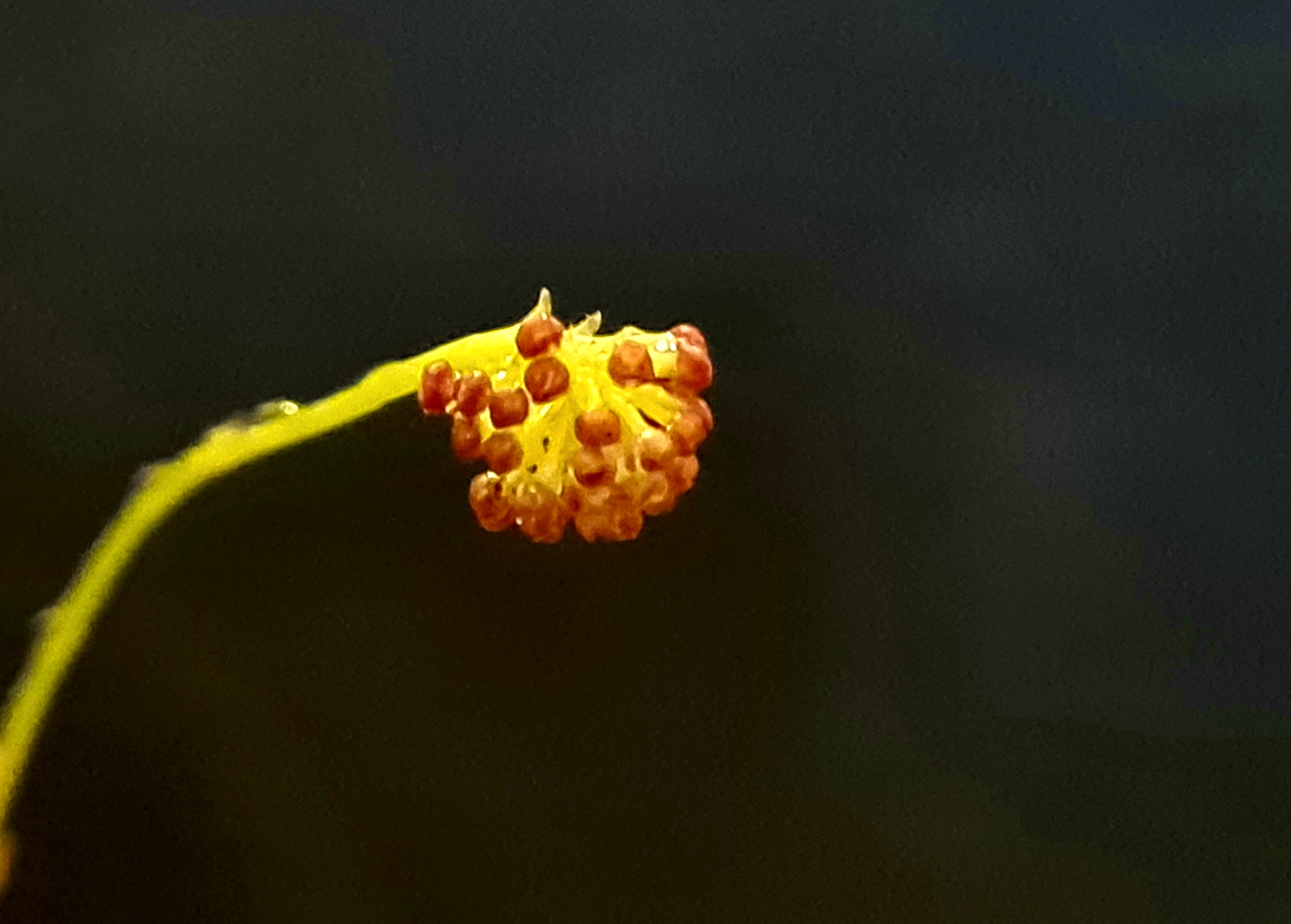 Platystele umbellata