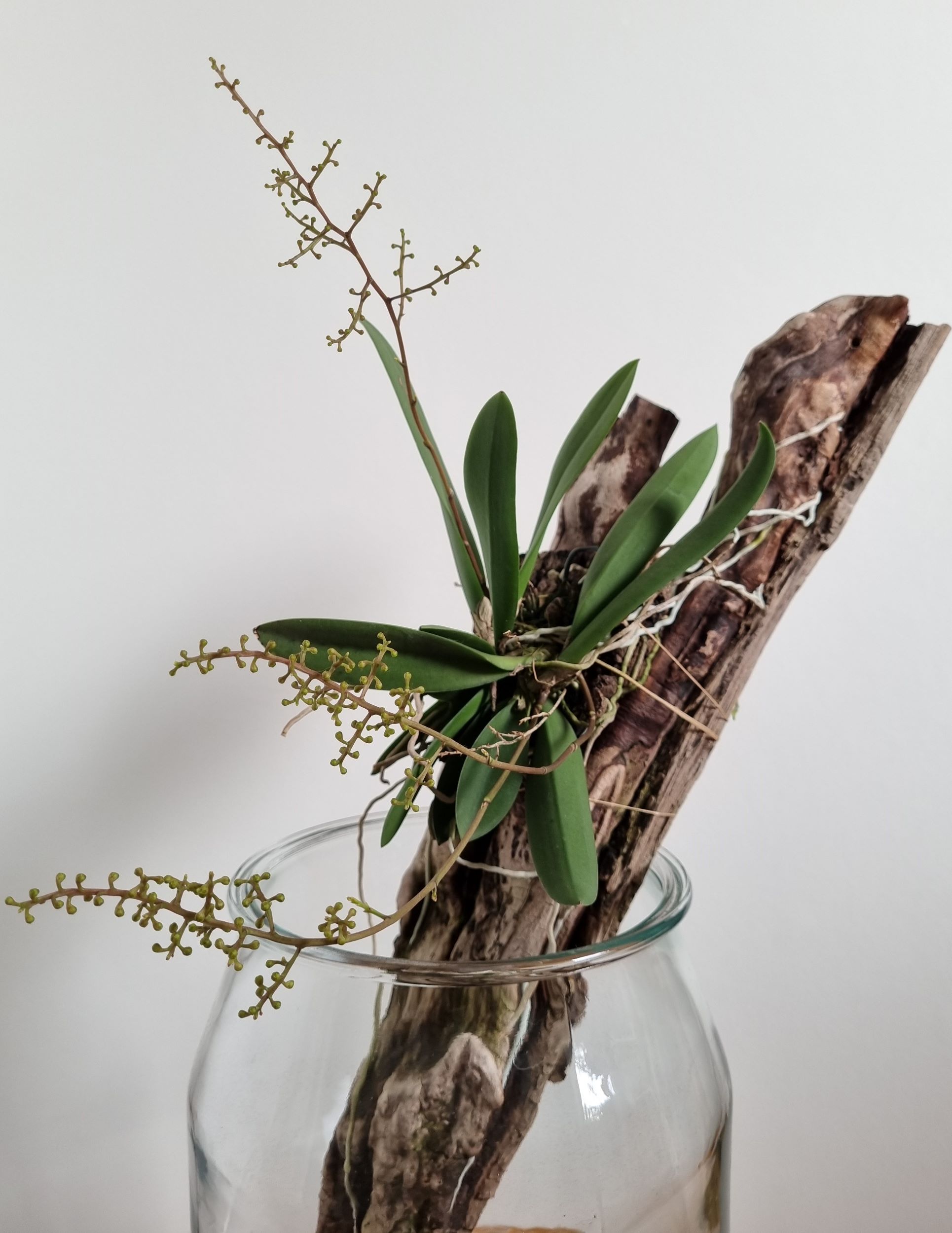 Oncidium pumilum.jpg