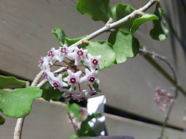 Hoya kanyakumariana White Red 1 2.jpg