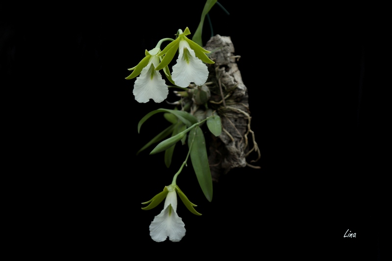 Encyclia mariae'21.07.jpg