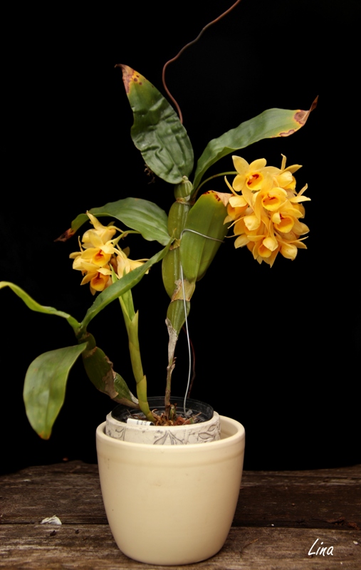 Dendrobium sulcatum'21..JPG