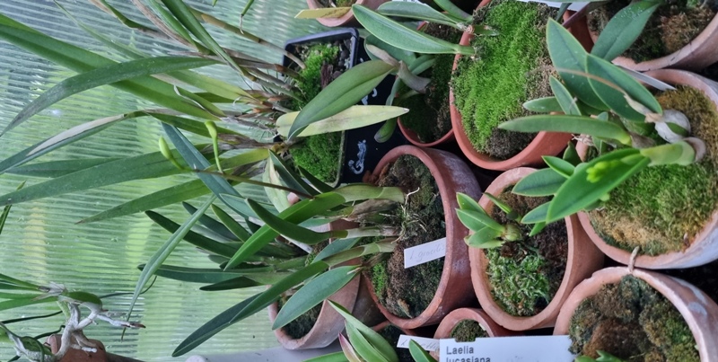 Laelia.jpg