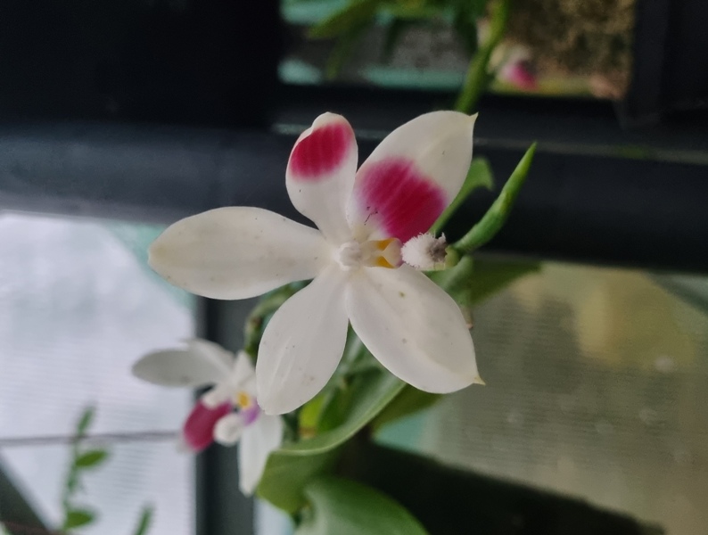 Phalaenopsis tetraspis 'C2' (1).jpg