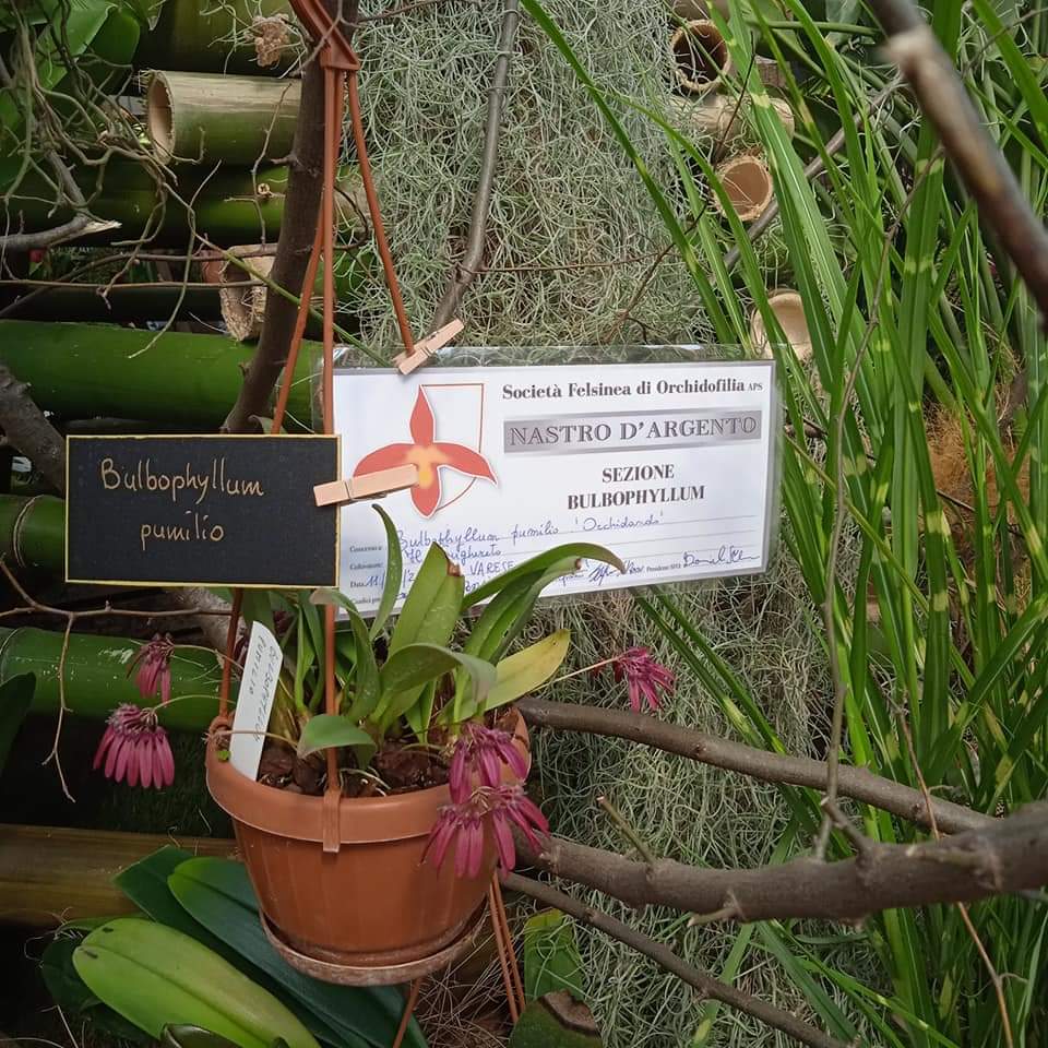 Sidabras Bulbophyllum kategorijoje