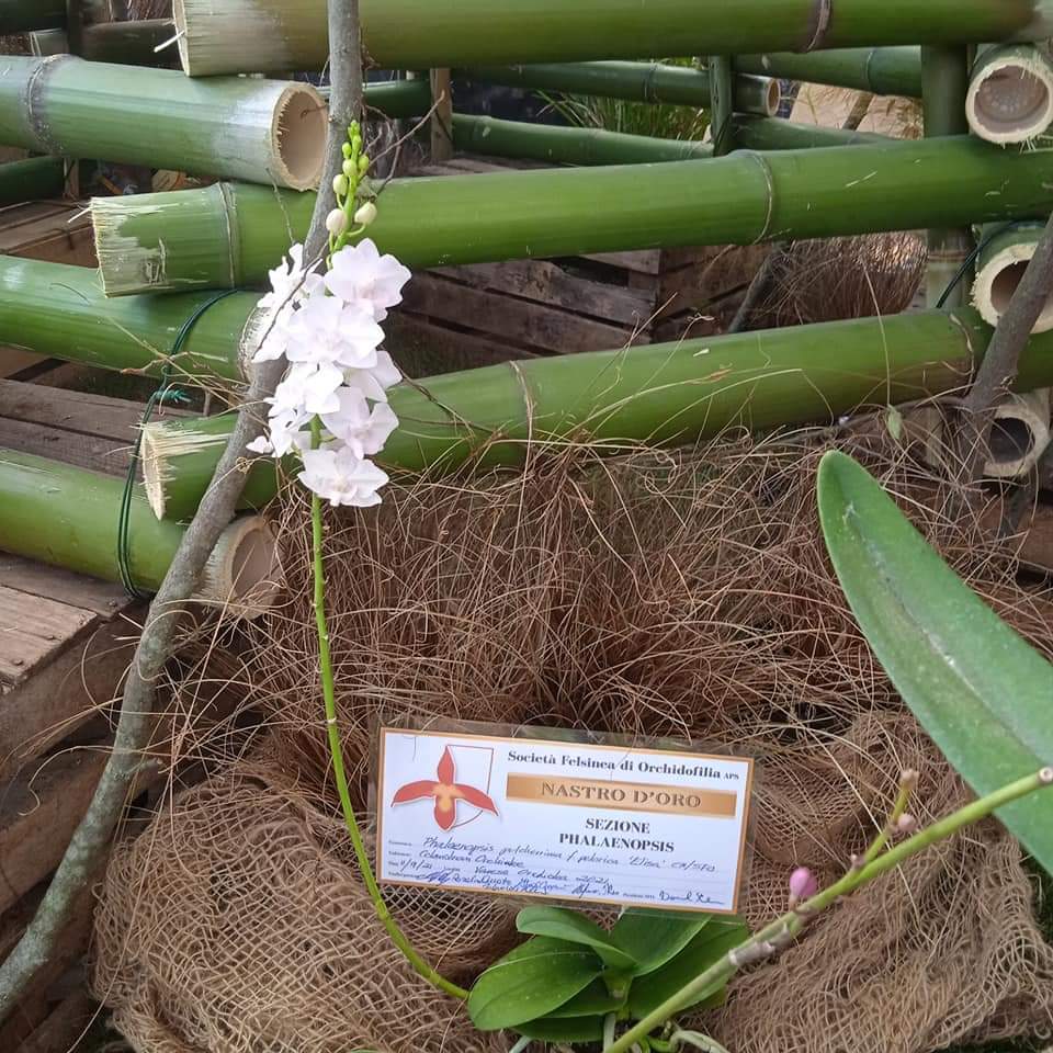 Auksu apdovanotas Phalaenopsis