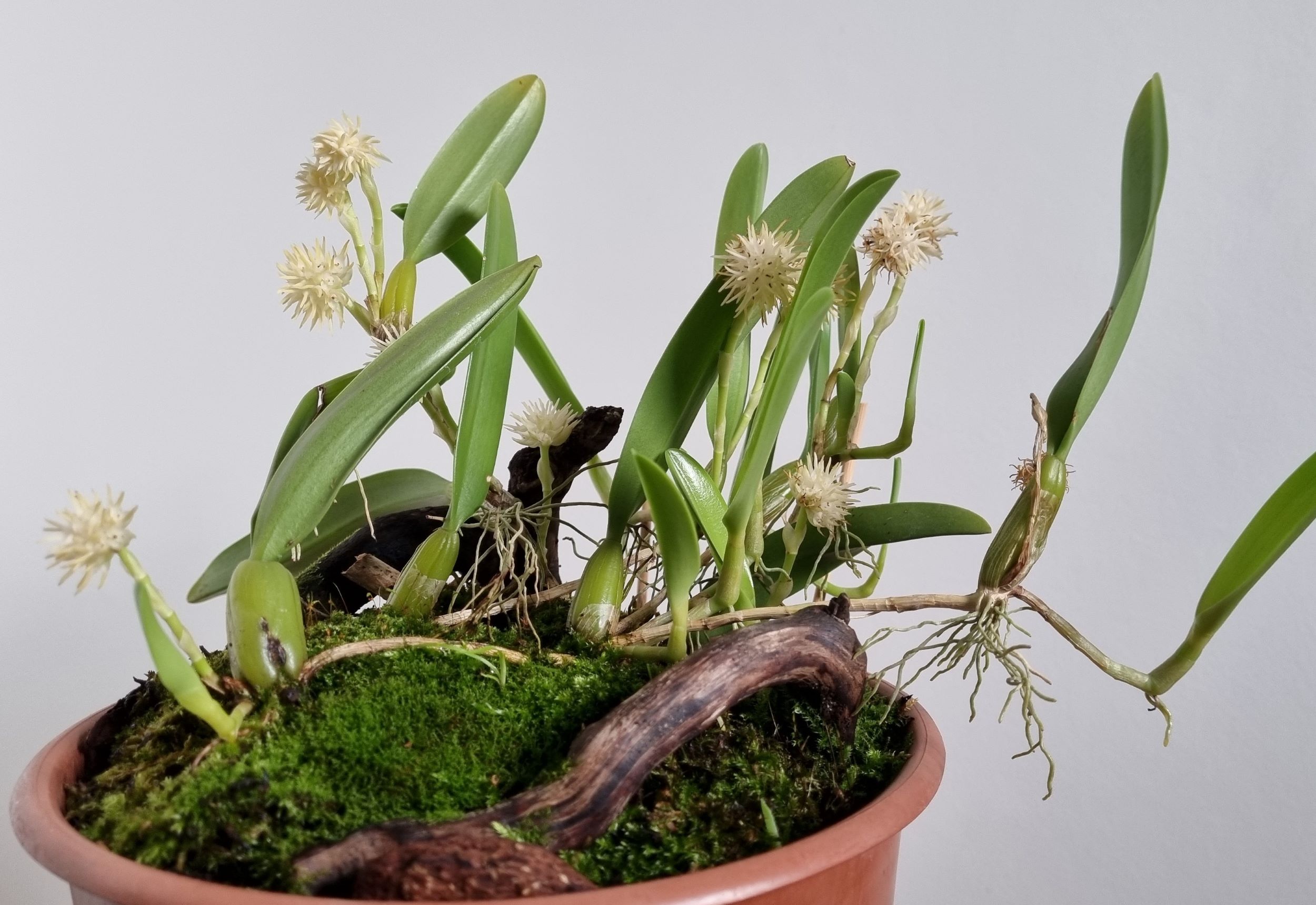 Bulbophyllum odoratissimum.jpg