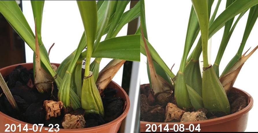 Maxillaria picta 2014-07 3.jpg