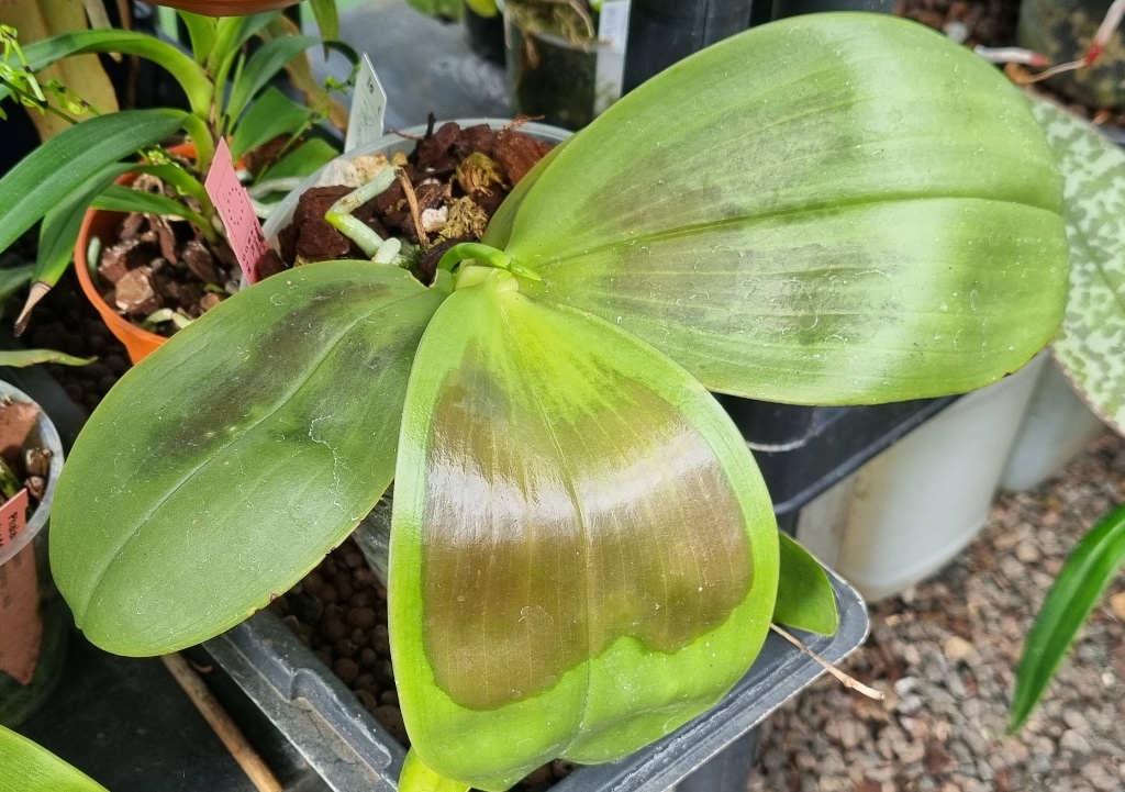 Phalaenopsis bellina (Fire) × sib.jpg