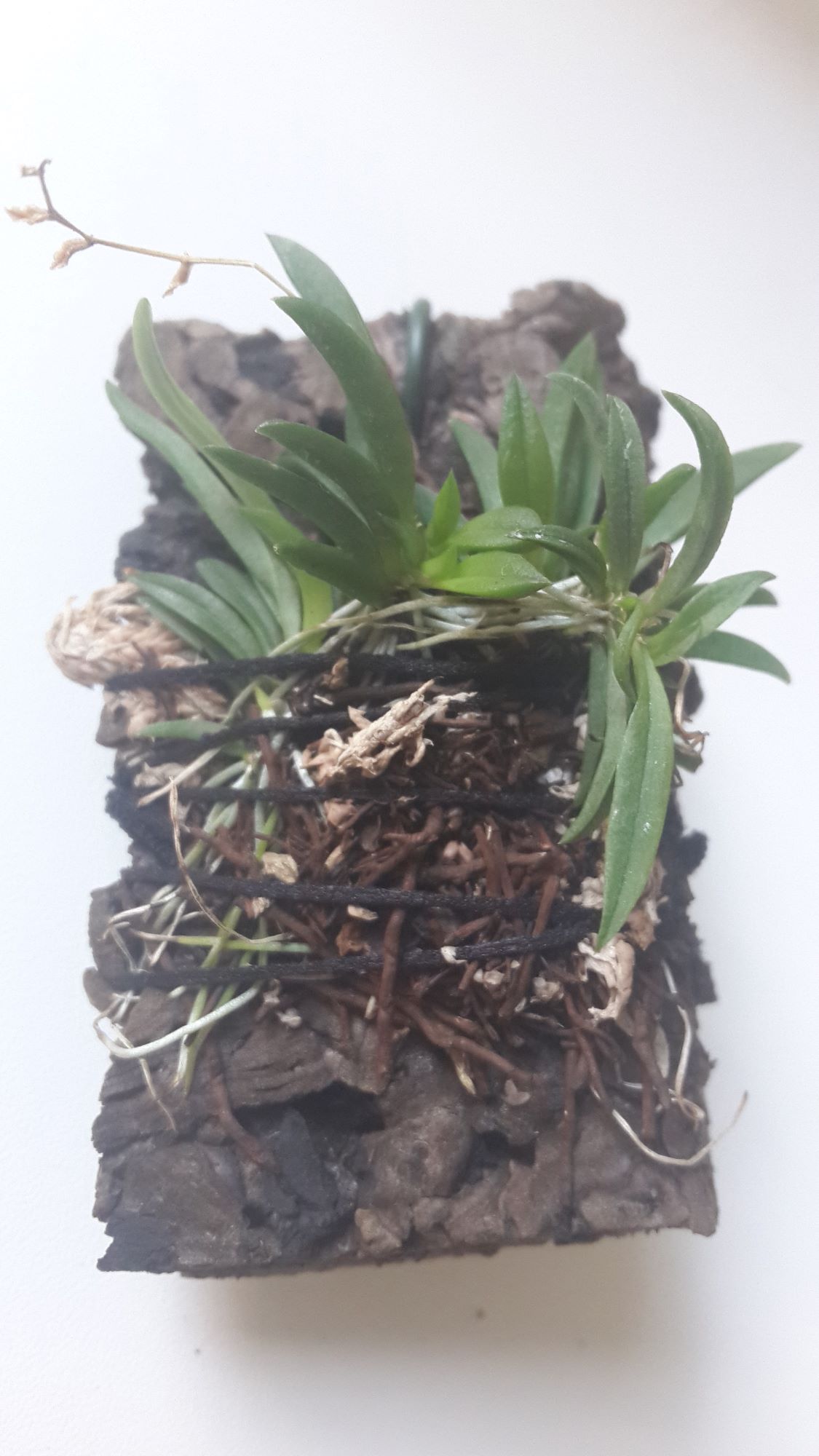 Zygostates alleniana 2019.05.03.jpg