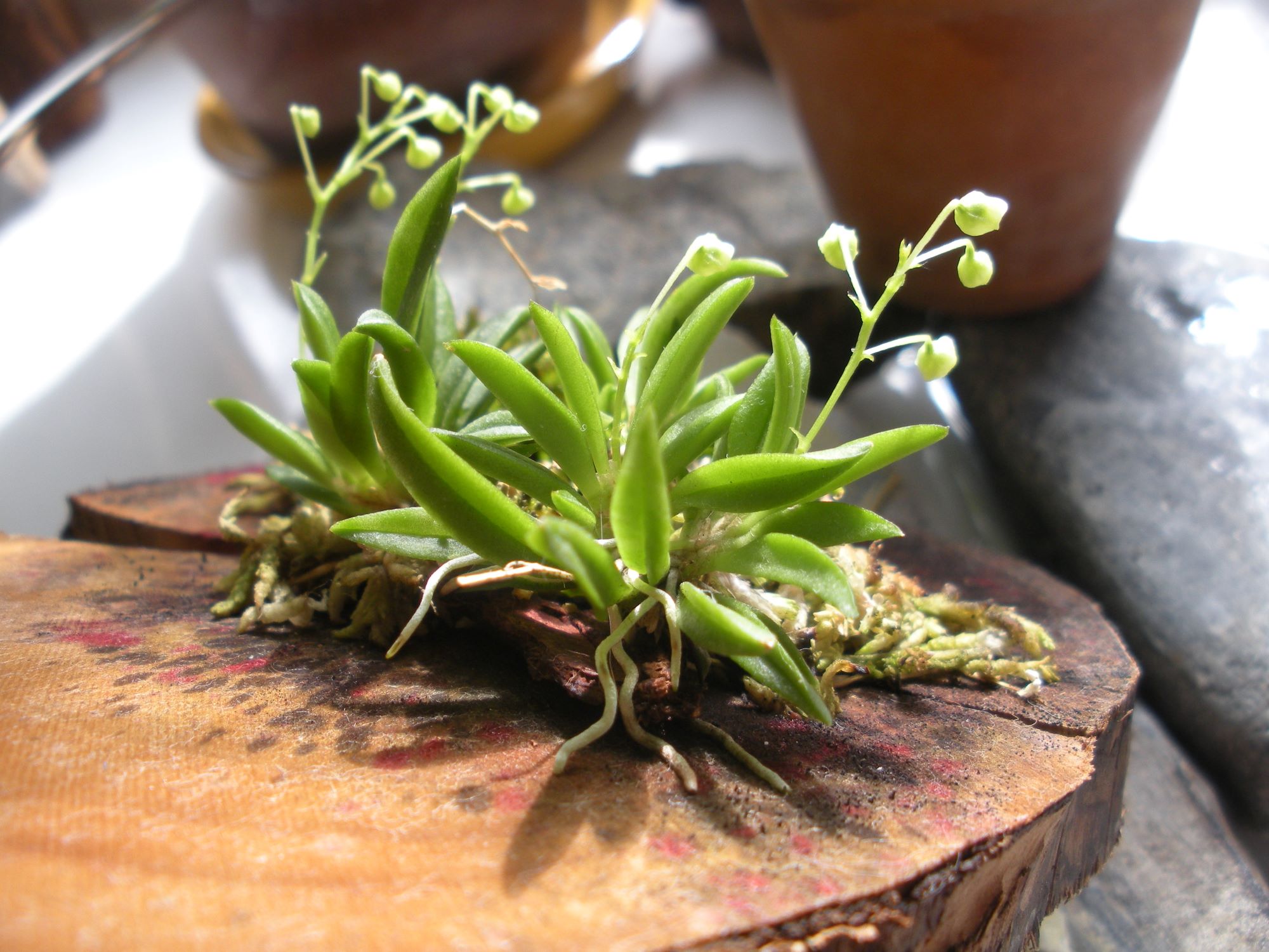 Zygostates alleniana1.JPG
