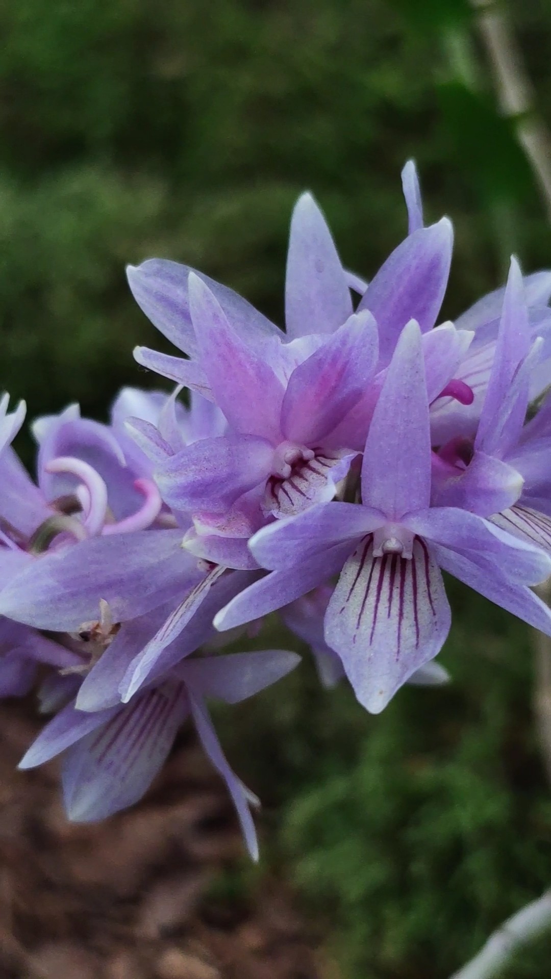 Dendrobium victoria reginae - taip, ta mėlyna spalva apsoliučiai tokia pat realybėje.