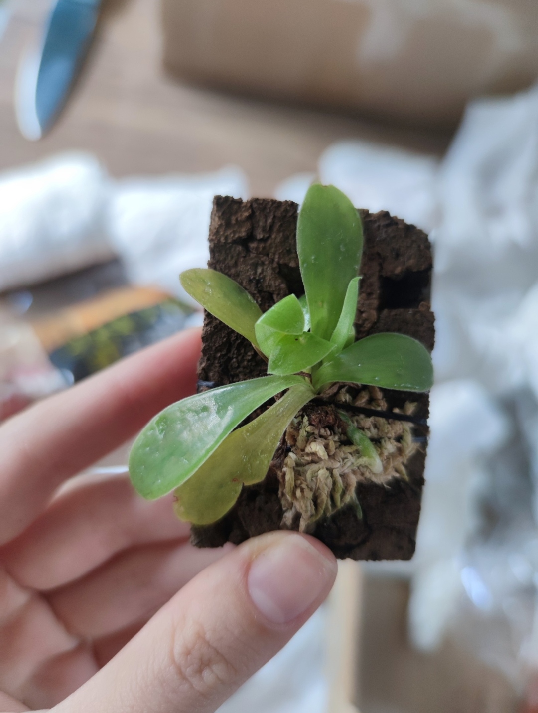 Lankesterella ceracifolia