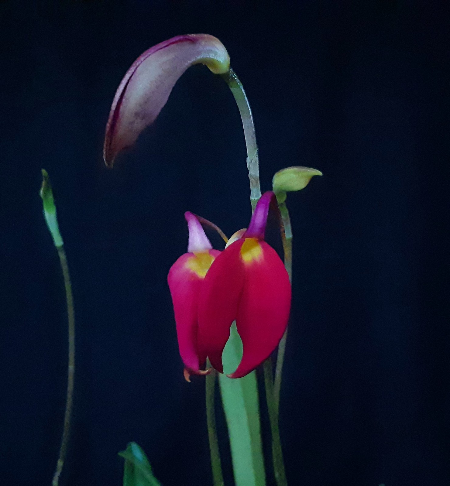 Masdevallia coccinea var, thea