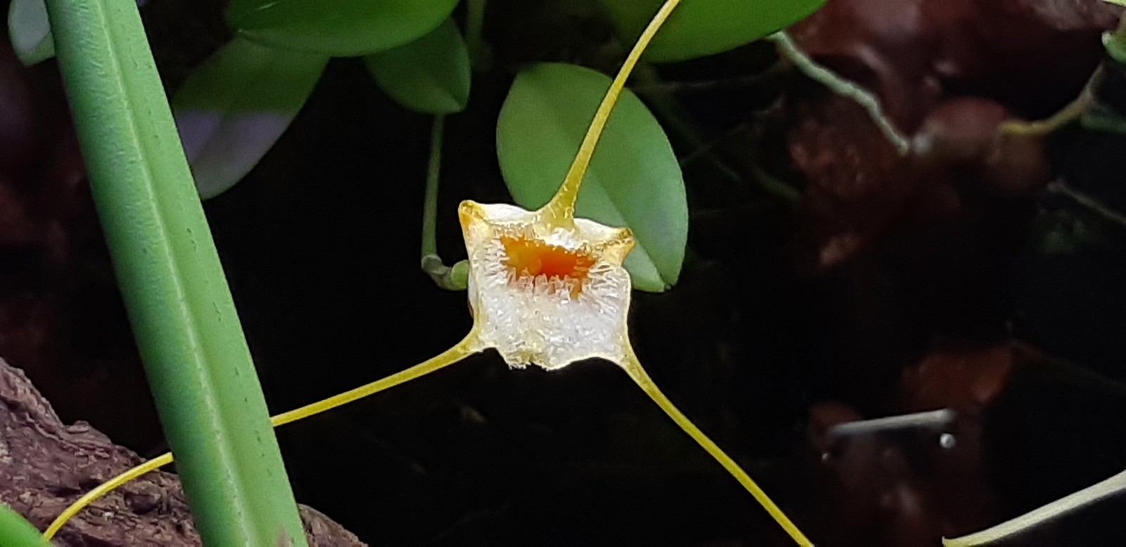 Masdevallia strobelii