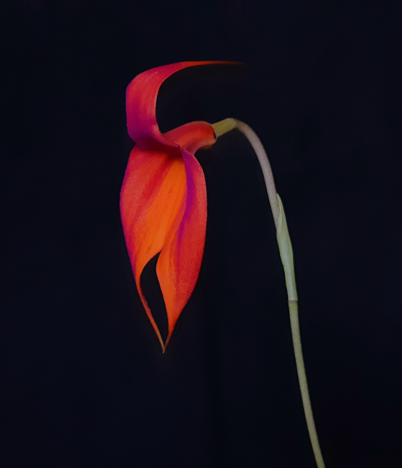 Masdevallia veitchiana