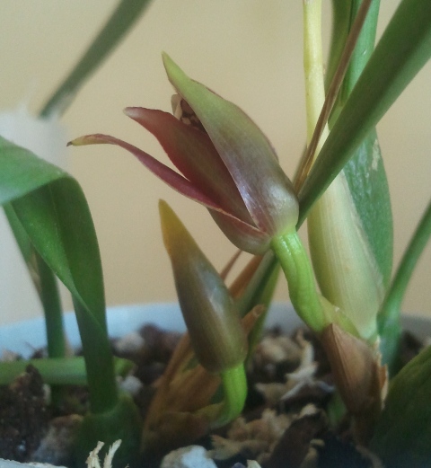 Maxillaria tenuifolia.jpg