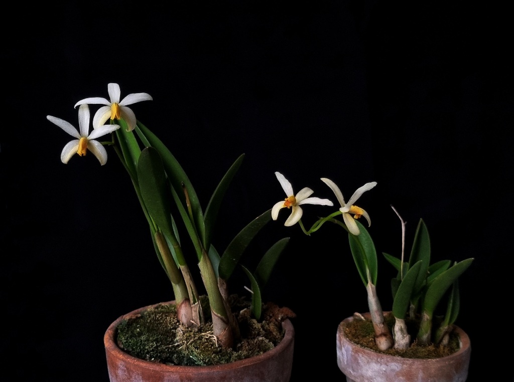 Laelia gracilis ir Laelia regentii.jpg