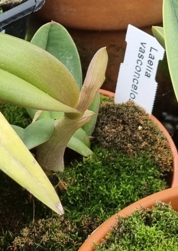 Laelia vasconcelosiana (1).jpg