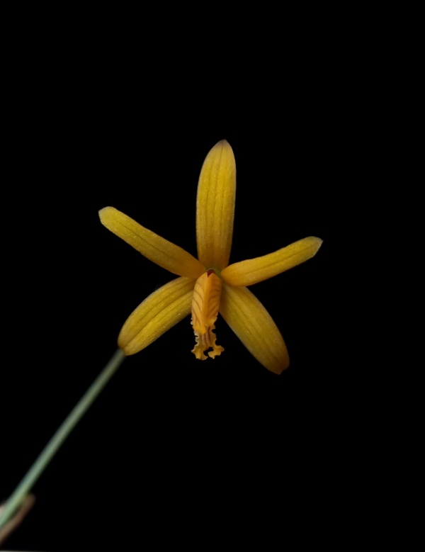 Laelia vasconcelosiana (3).jpg