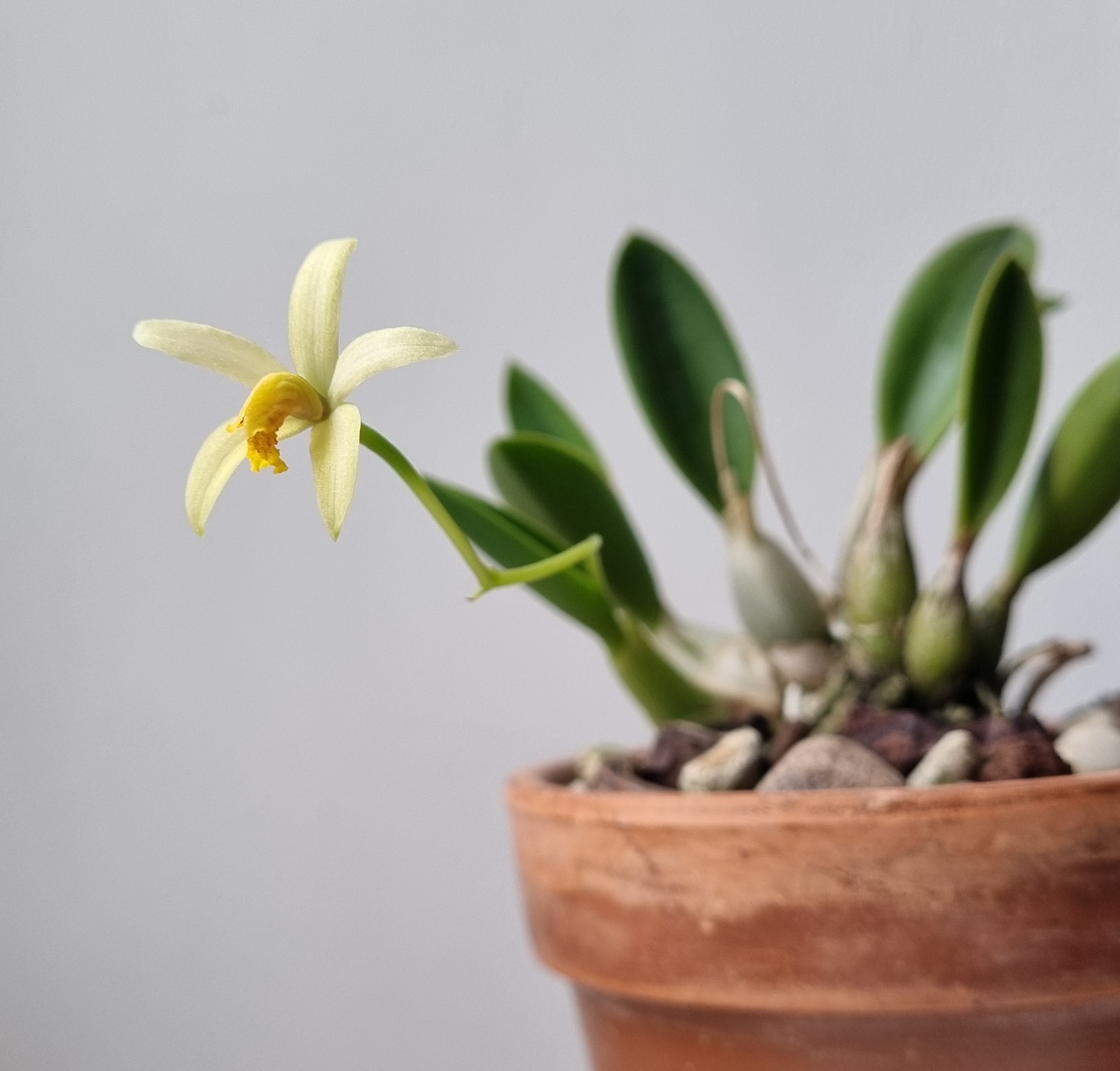 20211111_Laelia regentii.jpg