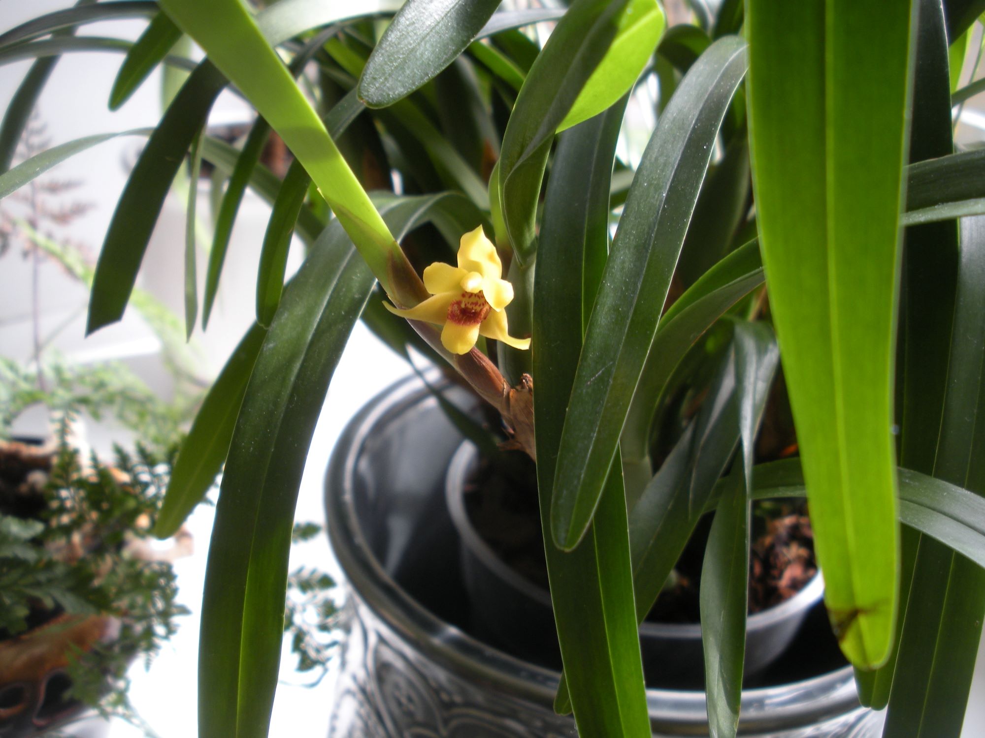 Maxillaria variabilis2.JPG