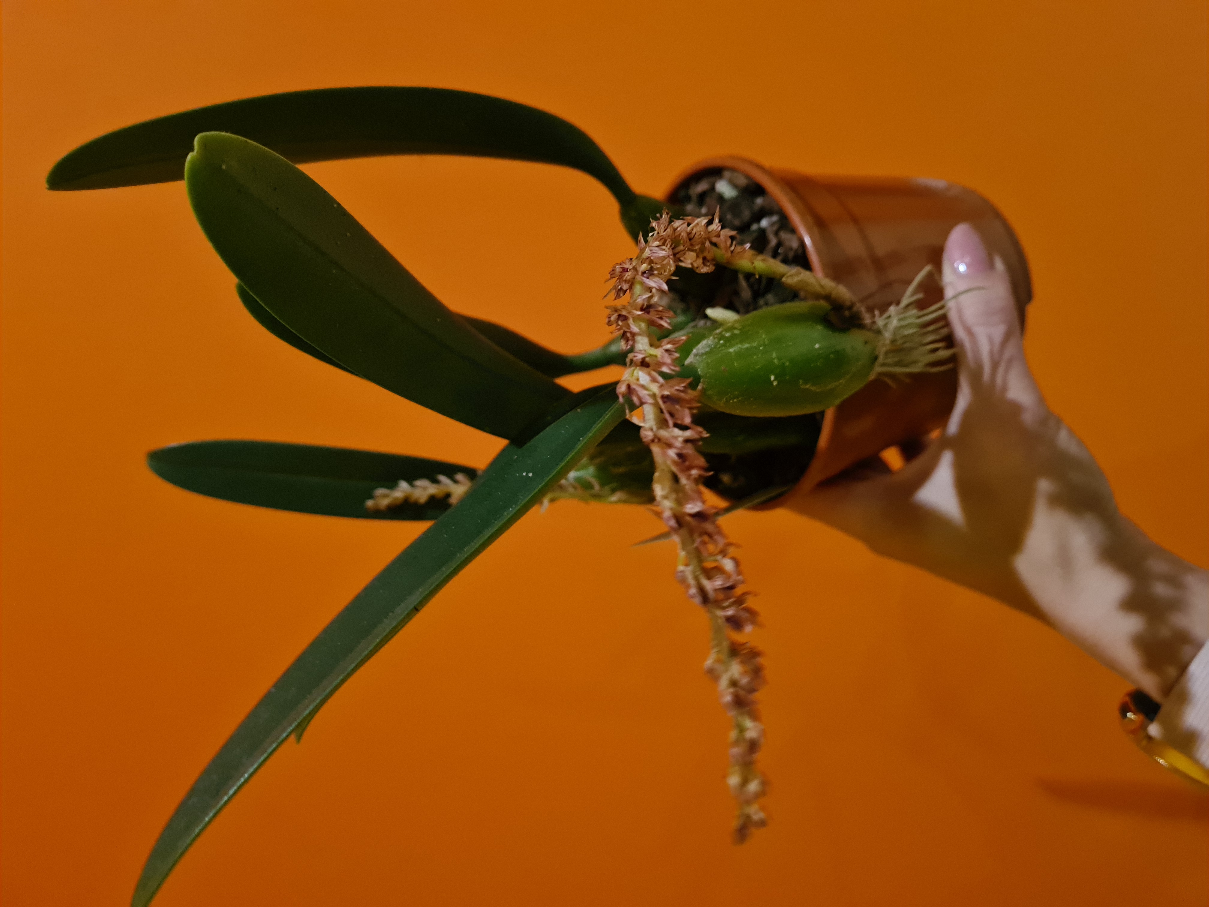 Bulbophyllum propinquum