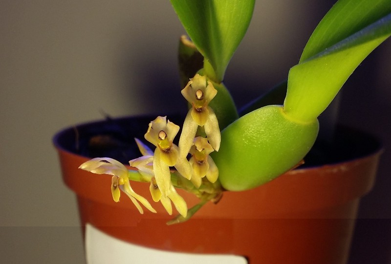 Maxillaria densa 2013-12-19 1.jpg