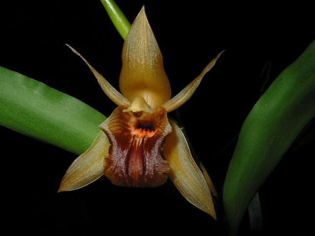 Coelogyne triplicatula.jpg
