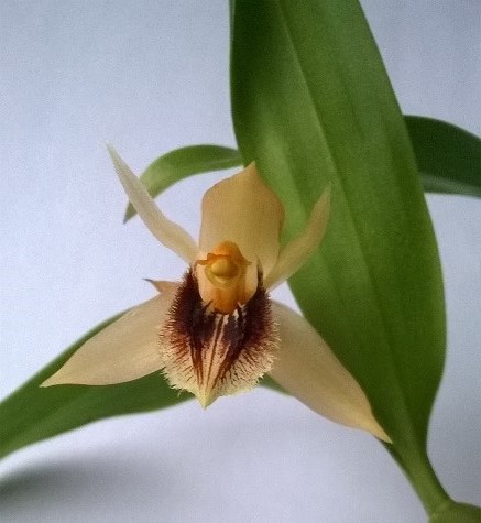 WP_20161116_fimbriata-vienintelis.jpg