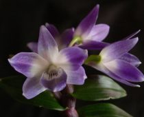 Dendrobium gentis. Rūšys ir hibridai