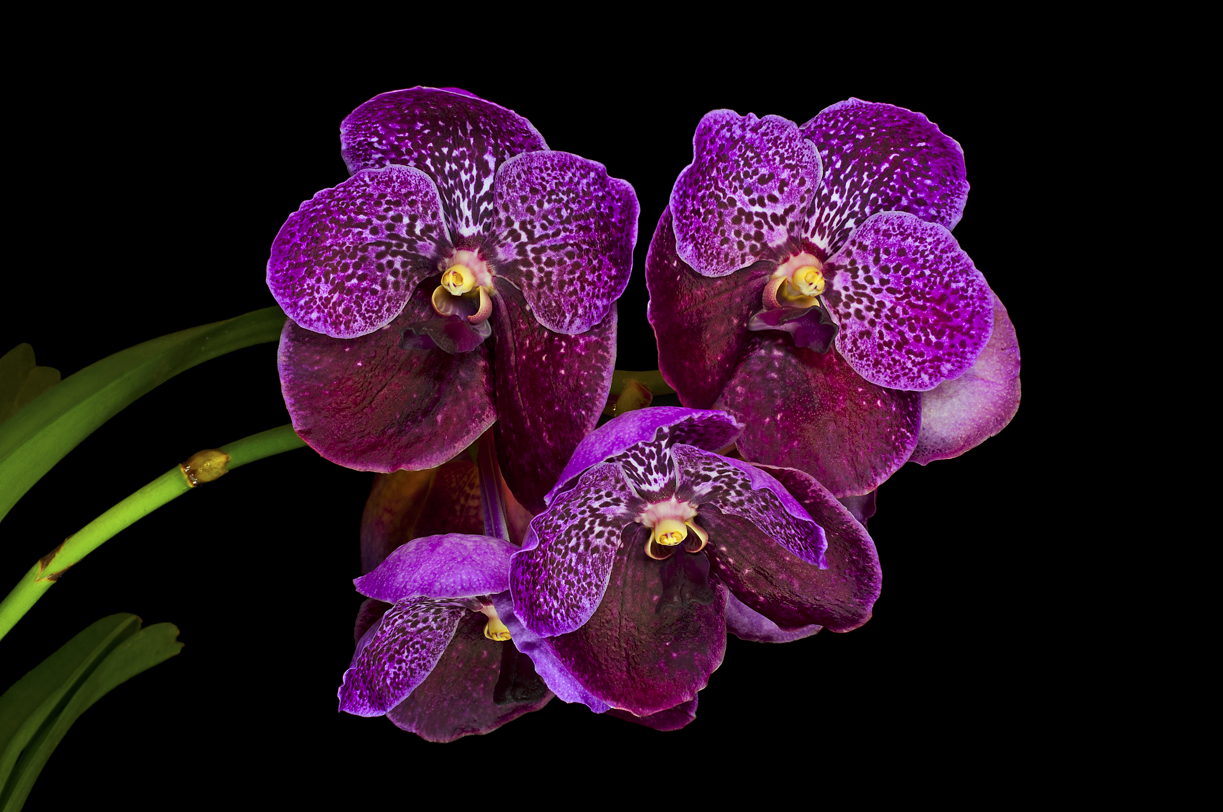 Орхидея живая цветок. Фаленопсис джакаранда. Фаленопсис перпл Харт.